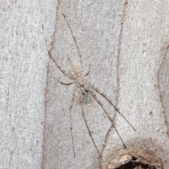 Tamopsis sp. (genus) (Two-tailed spider) at Hackett, ACT - 14 Jun 2019 by TimL