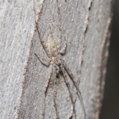 Tamopsis sp. (genus) at Hackett, ACT - 14 Jun 2019 01:10 PM