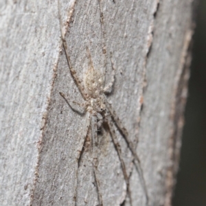 Tamopsis sp. (genus) at Hackett, ACT - 14 Jun 2019