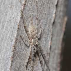 Tamopsis sp. (genus) at Hackett, ACT - 14 Jun 2019