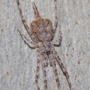 Tamopsis sp. (genus) at Hackett, ACT - 13 Jun 2019