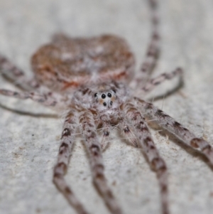 Tamopsis sp. (genus) at Hackett, ACT - 13 Jun 2019