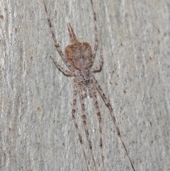 Tamopsis sp. (genus) at Hackett, ACT - 13 Jun 2019