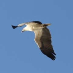 Haliaeetus leucogaster (White-bellied Sea-Eagle) at Broulee, NSW - 12 Jul 2019 by LisaH