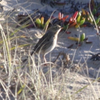 Anthus australis (Australian Pipit) at Broulee Moruya Nature Observation Area - 12 Jul 2019 by LisaH