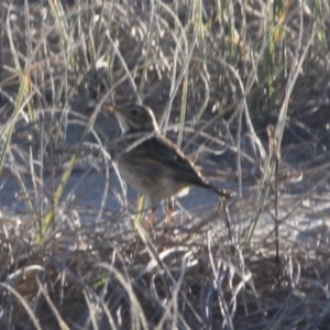 Anthus australis at Broulee, NSW - 12 Jul 2019 10:52 AM