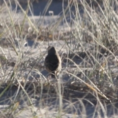 Anthus australis at Broulee, NSW - 12 Jul 2019 10:52 AM