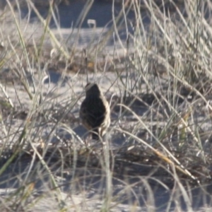 Anthus australis at Broulee, NSW - 12 Jul 2019