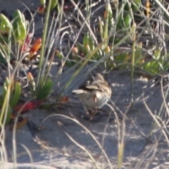 Anthus australis at Broulee, NSW - 12 Jul 2019