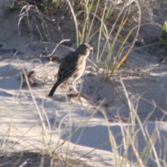 Anthus australis at Broulee, NSW - 12 Jul 2019 10:52 AM