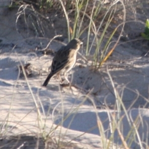 Anthus australis at Broulee, NSW - 12 Jul 2019 10:52 AM