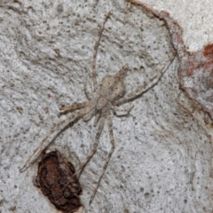 Tamopsis sp. (genus) (Two-tailed spider) at Hackett, ACT - 27 Jun 2019 by TimL