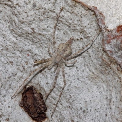 Tamopsis sp. (genus) (Two-tailed spider) at ANBG - 27 Jun 2019 by TimL