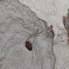 Tamopsis sp. (genus) at Hackett, ACT - 27 Jun 2019