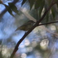 Pachycephala pectoralis (Golden Whistler) at Broulee Moruya Nature Observation Area - 12 Jul 2019 by LisaH