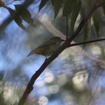 Pachycephala pectoralis (Golden Whistler) at Broulee Moruya Nature Observation Area - 12 Jul 2019 by LisaH