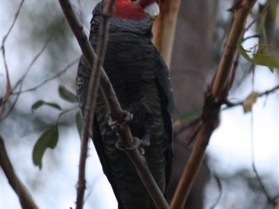 Callocephalon fimbriatum (Gang-gang Cockatoo) at Moruya, NSW - 12 Jul 2019 by LisaH