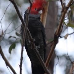 Callocephalon fimbriatum (Gang-gang Cockatoo) at Moruya, NSW - 12 Jul 2019 by LisaH