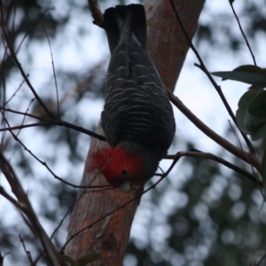 Callocephalon fimbriatum at Moruya, NSW - 12 Jul 2019