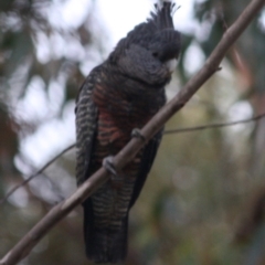 Callocephalon fimbriatum at Moruya, NSW - 12 Jul 2019