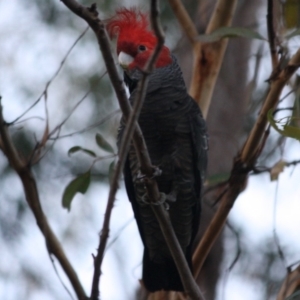 Callocephalon fimbriatum at Moruya, NSW - 12 Jul 2019