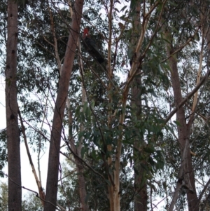 Callocephalon fimbriatum at Moruya, NSW - 12 Jul 2019