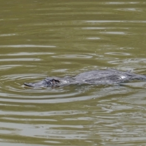 Ornithorhynchus anatinus at Paddys River, ACT - 11 Jul 2019