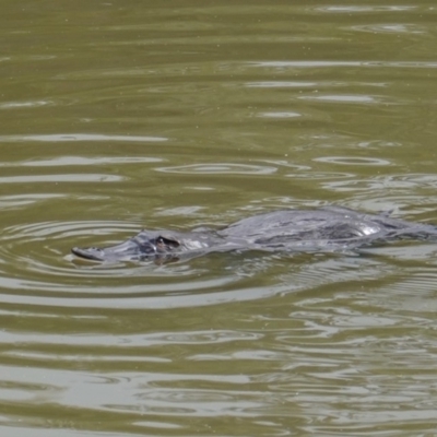 Ornithorhynchus anatinus (Platypus) at Paddys River, ACT - 11 Jul 2019 by JackyF