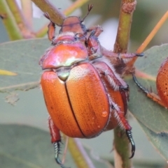 Anoplognathus suturalis (Centreline Christmas beetle) at Tharwa, ACT - 31 Jan 2015 by MichaelBedingfield