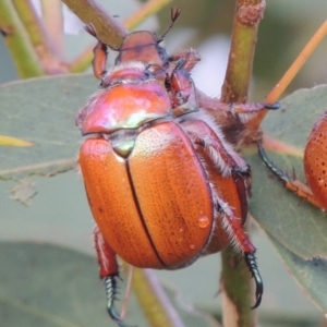 Anoplognathus suturalis at Tharwa, ACT - 31 Jan 2015 07:48 PM