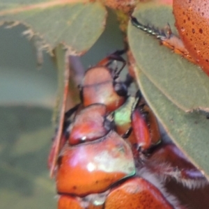 Anoplognathus suturalis at Tharwa, ACT - 31 Jan 2015