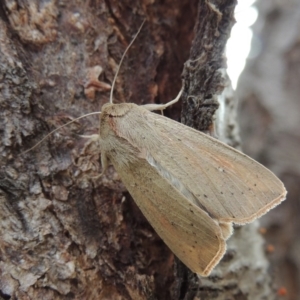 Mythimna (Pseudaletia) convecta at Conder, ACT - 18 Jun 2019