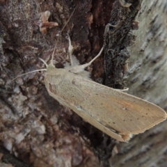 Mythimna (Pseudaletia) convecta at Conder, ACT - 18 Jun 2019 01:09 PM