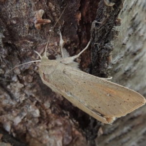 Mythimna (Pseudaletia) convecta at Conder, ACT - 18 Jun 2019