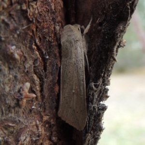 Mythimna (Pseudaletia) convecta at Conder, ACT - 18 Jun 2019