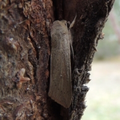 Mythimna (Pseudaletia) convecta at Conder, ACT - 18 Jun 2019