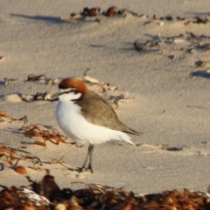 Anarhynchus ruficapillus at Broulee, NSW - 13 Jul 2019 10:20 AM