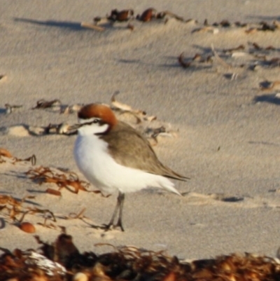 Anarhynchus ruficapillus (Red-capped Plover) at Broulee Moruya Nature Observation Area - 13 Jul 2019 by LisaH