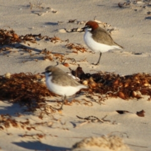 Anarhynchus ruficapillus at Broulee, NSW - 13 Jul 2019