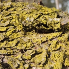 Chrysothrix sp. (genus) (A gold dust lichen) at Pollinator-friendly garden Conder - 18 Jun 2019 by michaelb