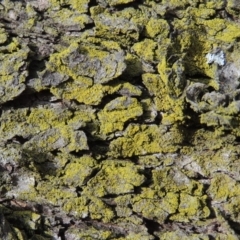 Chrysothrix sp. (genus) at Conder, ACT - 18 Jun 2019