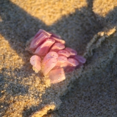 Dicathais orbita (Cartrut Shell ,The Sickly Purpurea) at Broulee Moruya Nature Observation Area - 10 Jul 2019 by LisaH