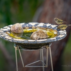 Acanthiza lineata at Bald Hills, NSW - 29 Oct 2018 12:22 AM