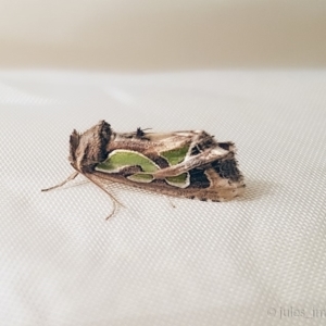 Cosmodes elegans at Bald Hills, NSW - 15 Jun 2019 10:33 PM