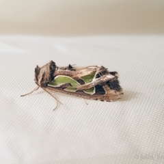 Cosmodes elegans (Green Blotched Moth) at Bald Hills, NSW - 15 Jun 2019 by JulesPhotographer