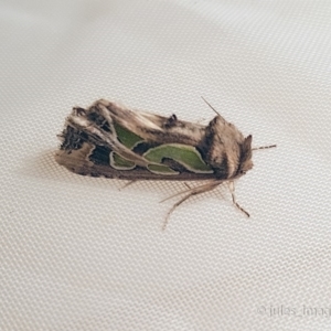 Cosmodes elegans at Bald Hills, NSW - 15 Jun 2019 10:33 PM