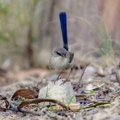 Malurus cyaneus (Superb Fairywren) at Bald Hills, NSW - 19 Jun 2019 by JulesPhotographer