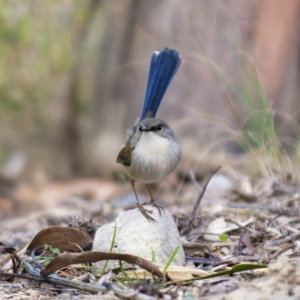 Malurus cyaneus at Bald Hills, NSW - 19 Jun 2019