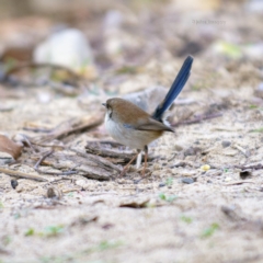 Malurus cyaneus at Bald Hills, NSW - 19 Jun 2019