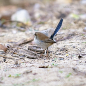 Malurus cyaneus at Bald Hills, NSW - 19 Jun 2019